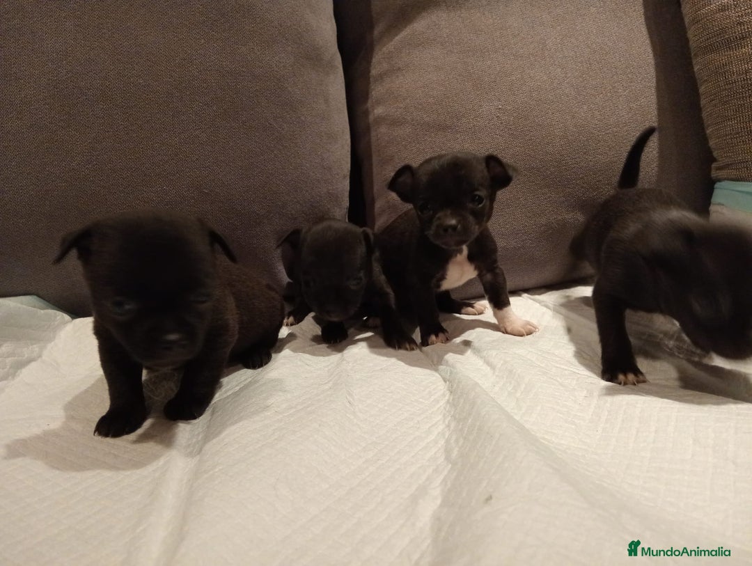 Chihuahua perros en venta: Chihuahuas toy cabeza manzana hembras - Imagen 7