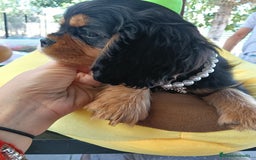 Cavalier King Charles Spaniel perros en venta: Precioso Cavalier negro fuego. - Anuncio 2