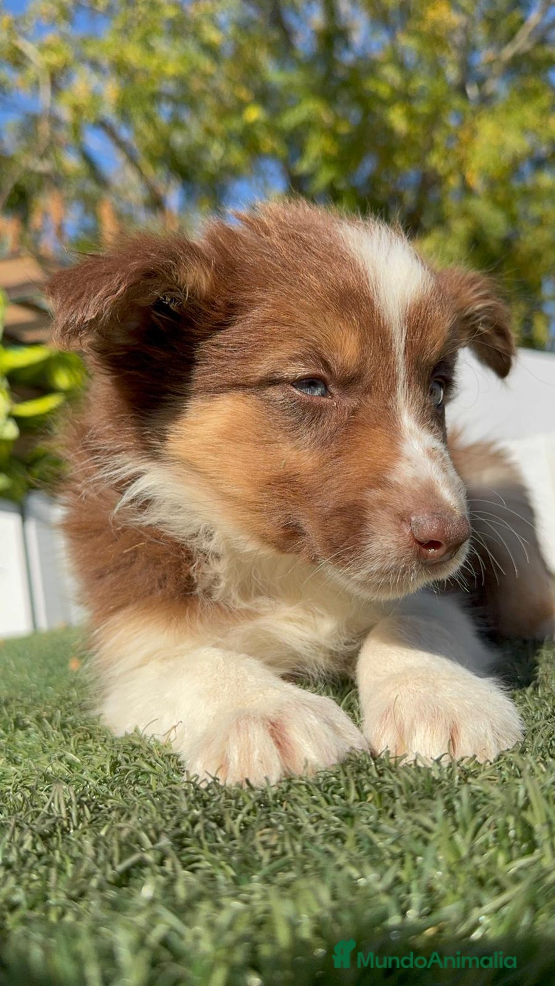 Border Collie perros en venta: BORDER COLLIE - Anuncio 39