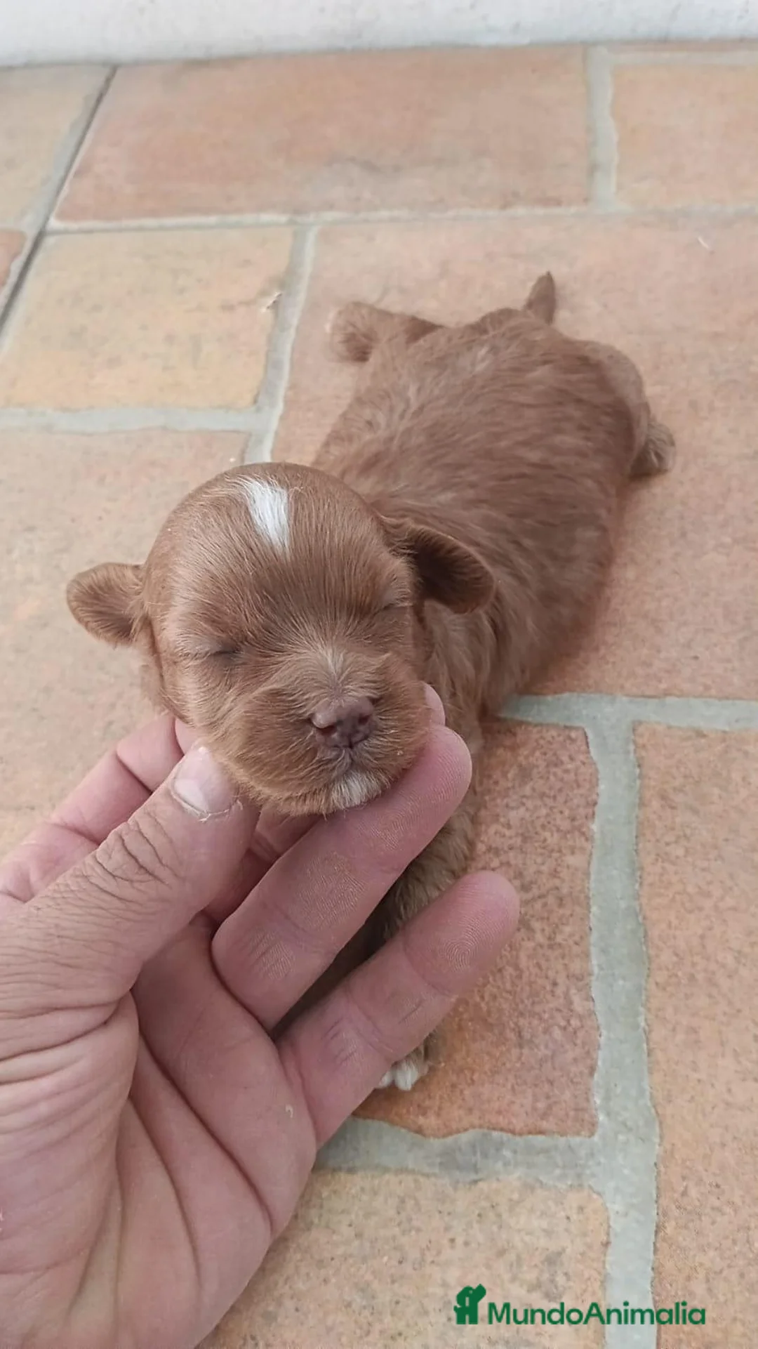 Maltipoo perros en venta: Hembras maltipoo toys - Anuncio 1