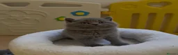 Británico de Pelo Corto Azul gatos en venta: Exclusivos gatitos British Shorthair Blue y Lilac  - Anuncio 5