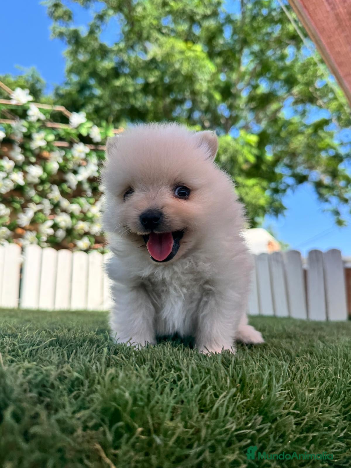 Pomerania perros POMERANIA - Anuncio 1