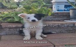 Border Collie perros en venta: Border collie - Imagen 1