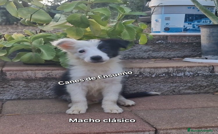 Border Collie perros - Propaganda 9