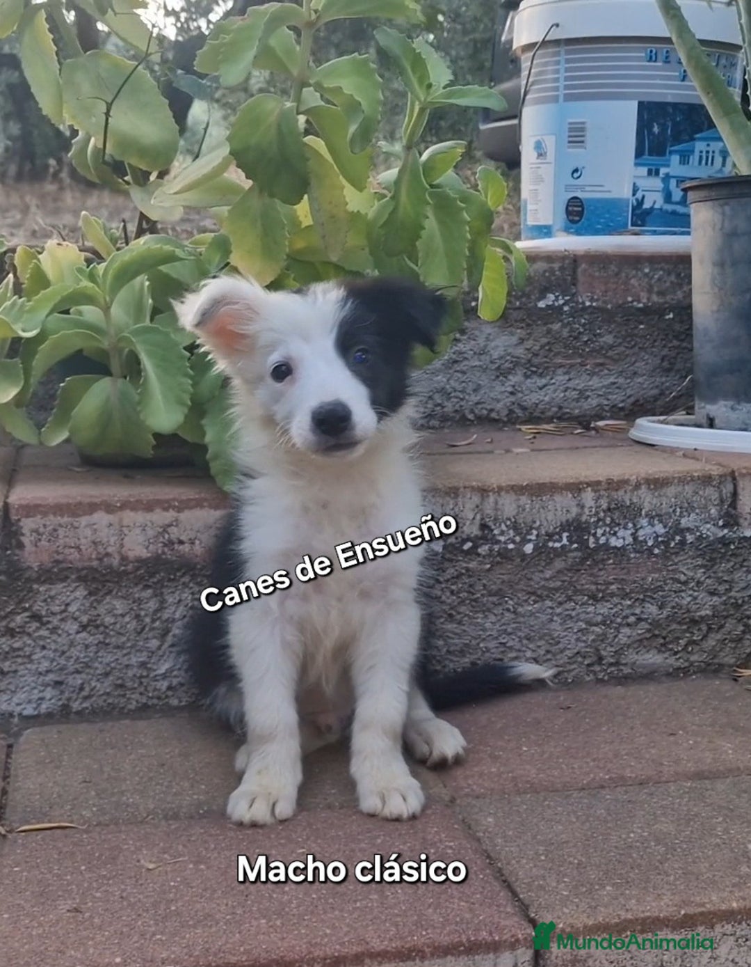 Border Collie perros en venta: Border collie - Imagen 1