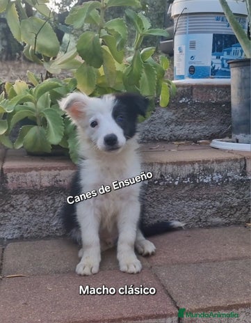 Border Collie perros - Anuncio 1
