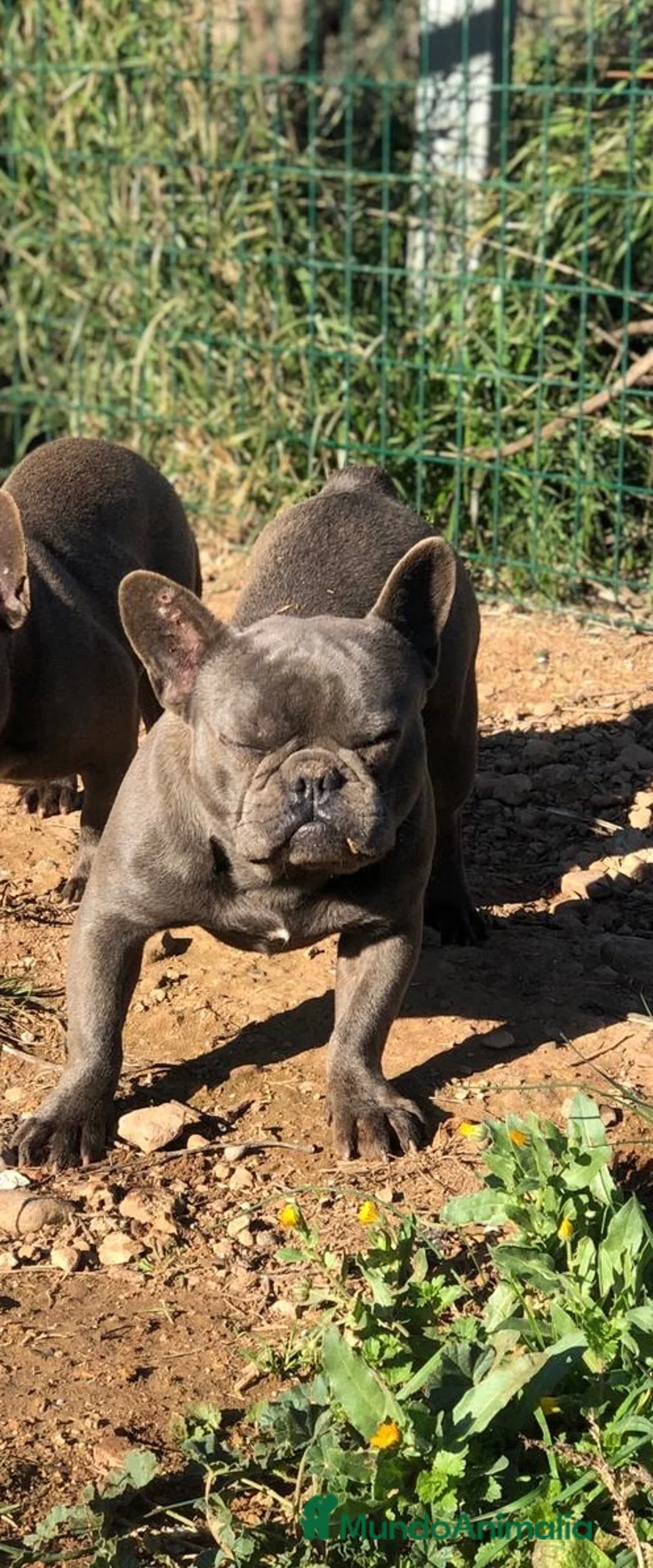Bulldog Francés perros en venta: BULLDOG BLUE EN ADOPCIÓN  - Anuncio 7