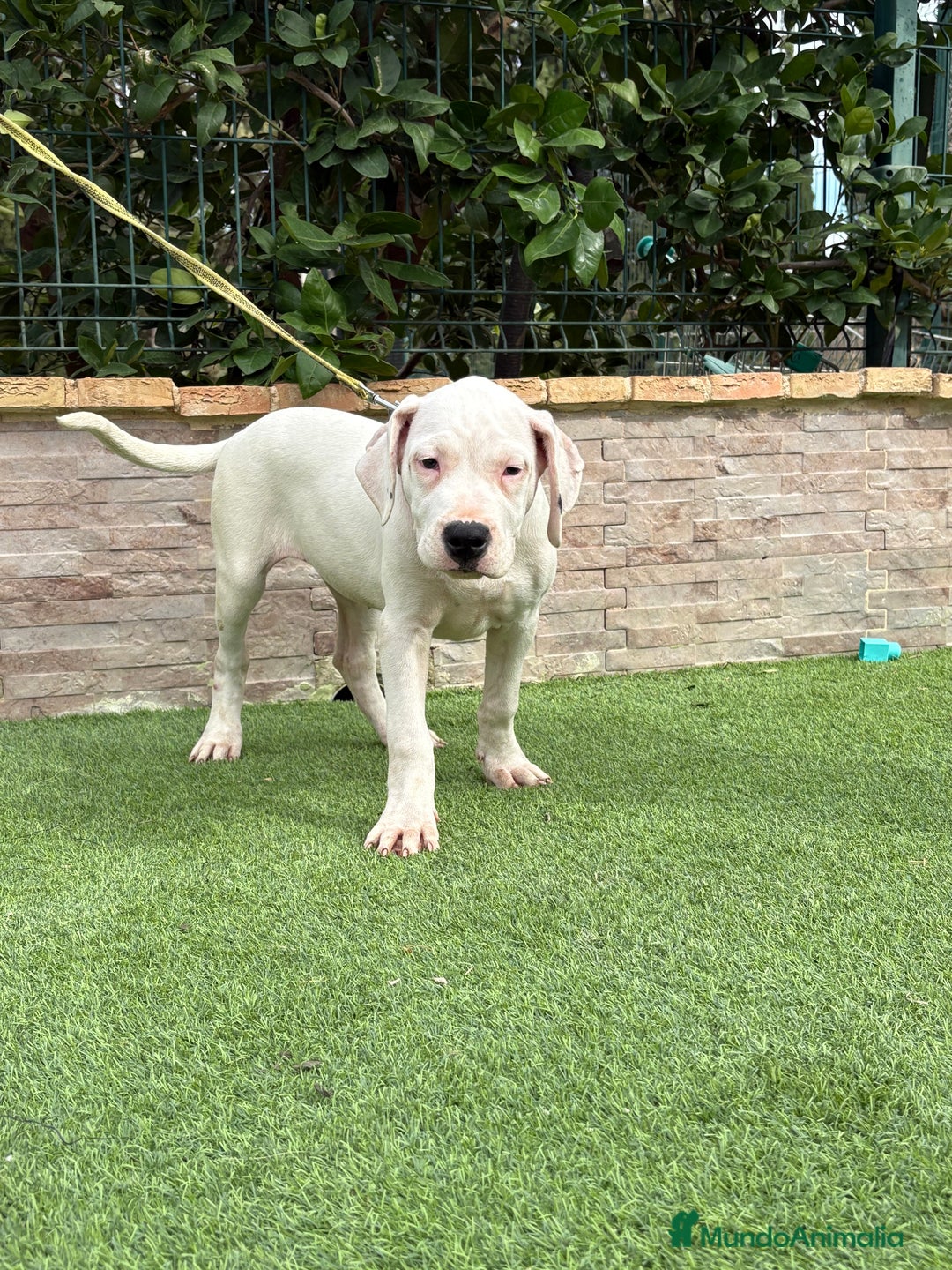 Dogo Argentino perros en venta: Digas argentinas  - Imagen 6