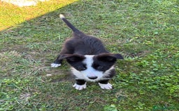 Border Collie perros en venta: Border collie - Imagen 1