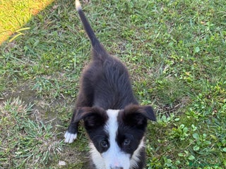Border Collie perros - Anuncio 4