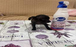 Chihuahua perros en venta: Chihuahua toy cabeza manzana  - Imagen 1