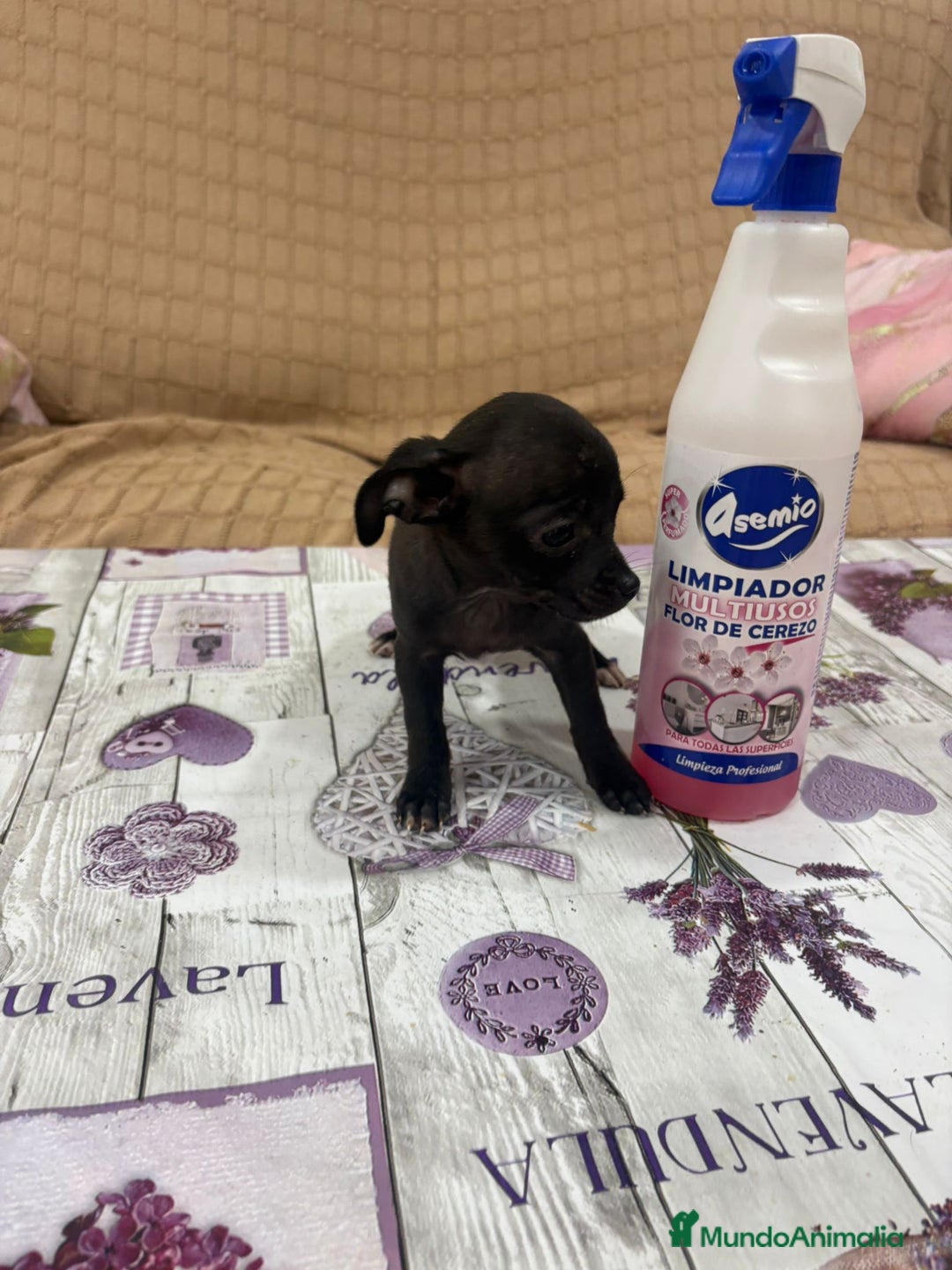 Chihuahua perros en venta: Chihuahua toy cabeza manzana  - Imagen 1