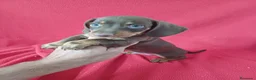 Teckel Miniatura perros en venta: Teckel Miniatura Chocolate Ojos Claros - Anuncio 2