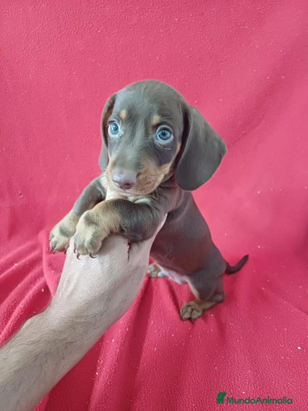 Teckel Miniatura perros en venta: Teckel Miniatura Chocolate Ojos Claros - Anuncio 2