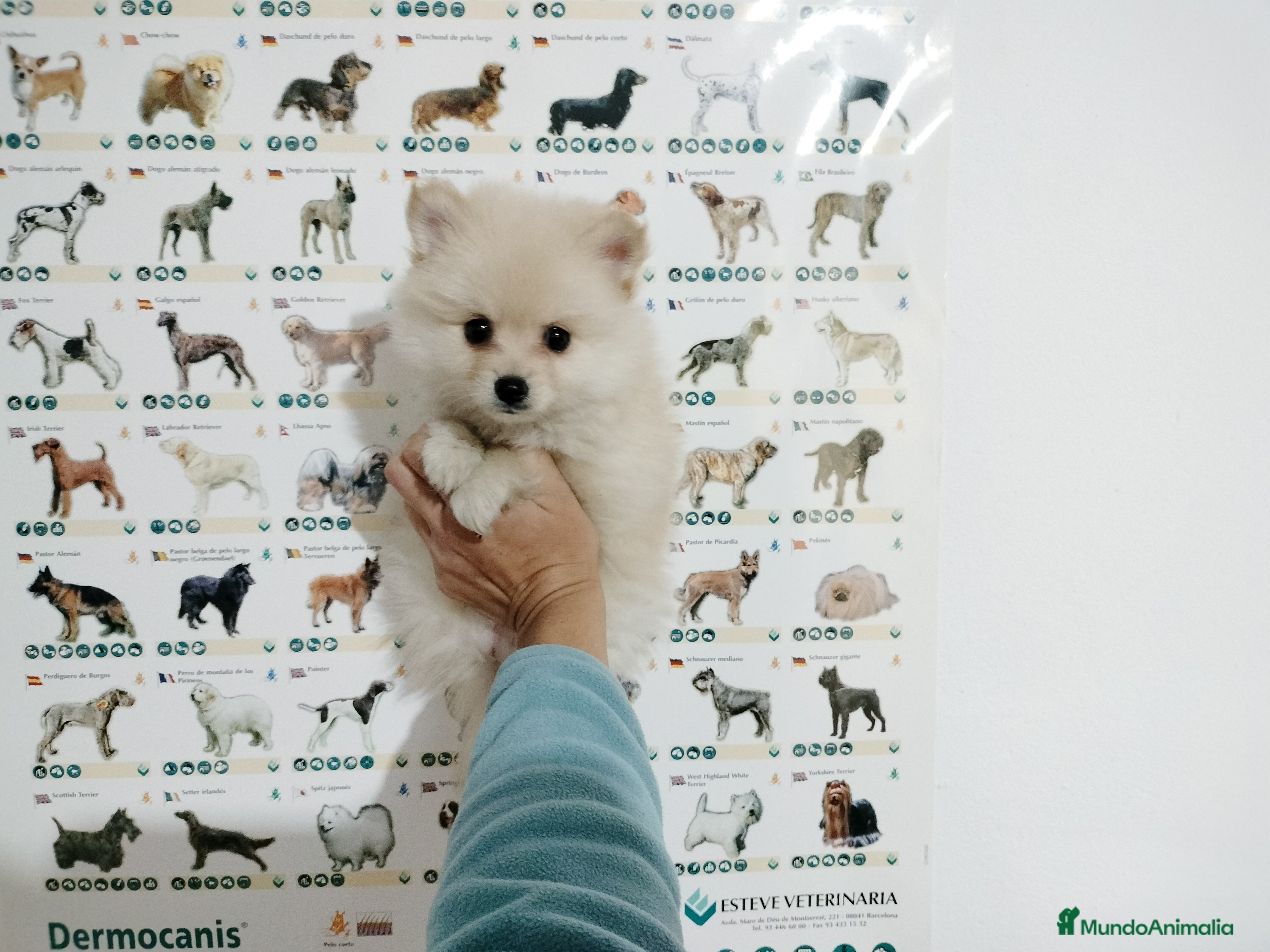 Pomerania perros Pomerania  en Badajoz - Anuncio 2