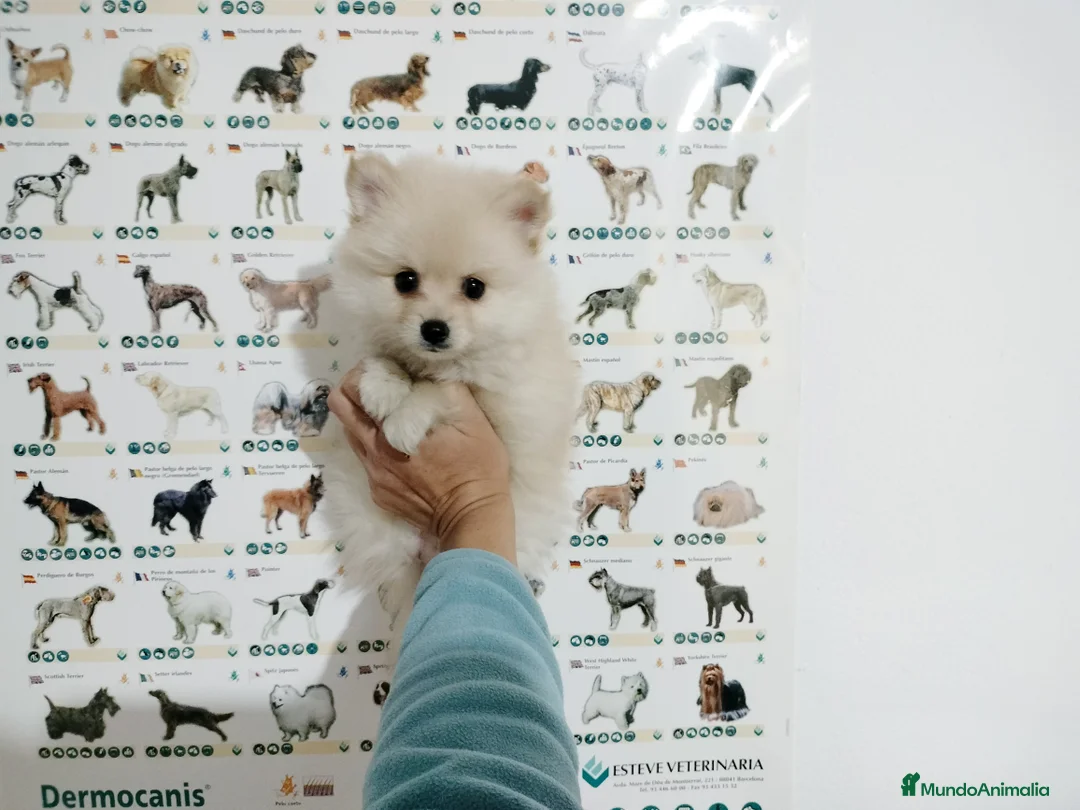 Pomerania perros en venta: Pomerania  en Badajoz - Anuncio 1