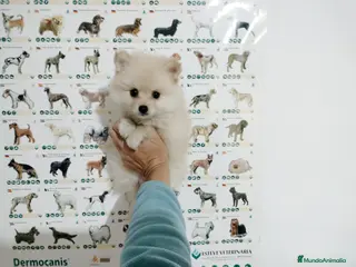 Pomerania perros Pomerania en Badajoz - Anuncio 22