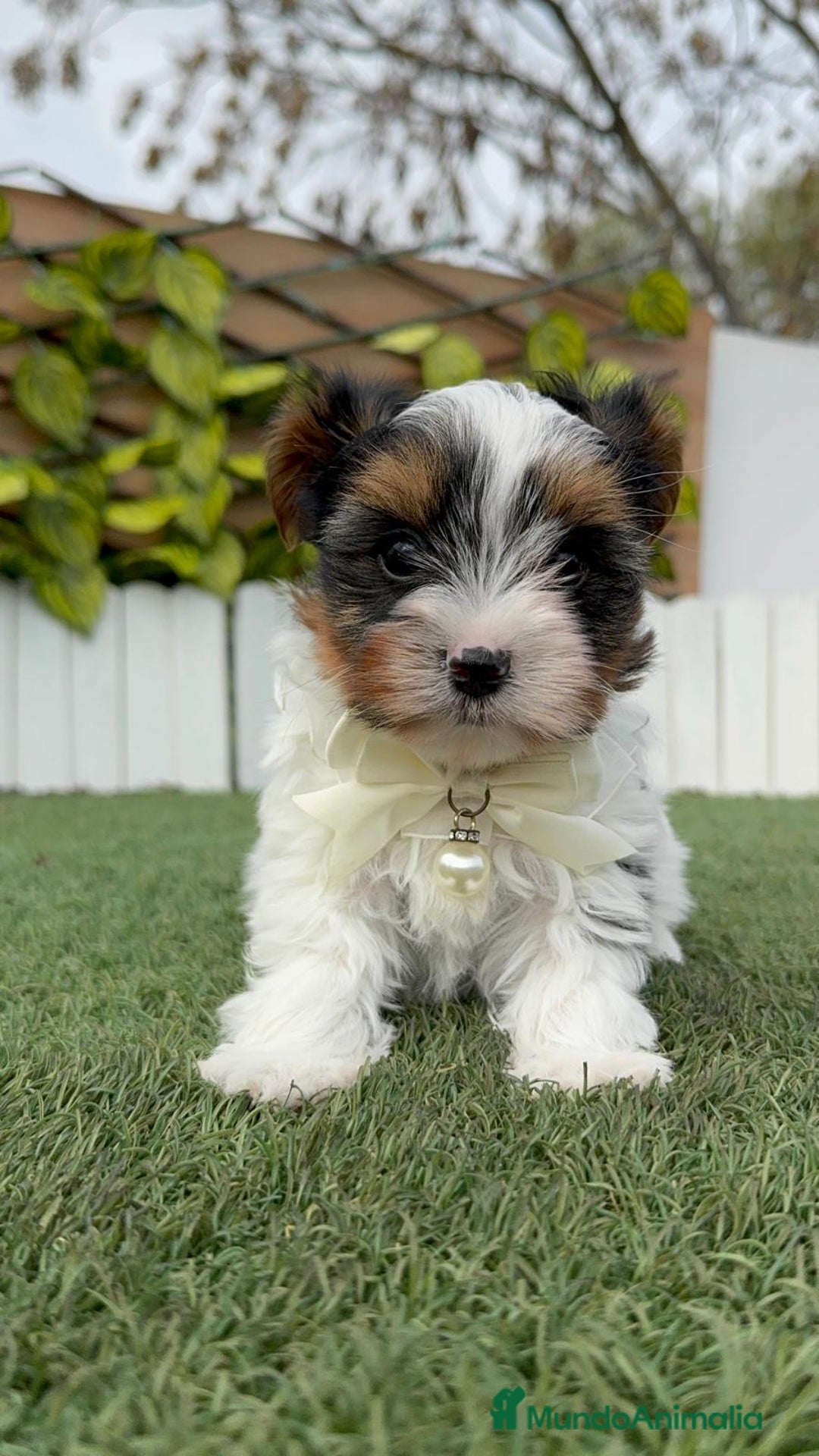 Yorkshire Terrier perros en venta: YORKSHIRE BIEWER - Anuncio 14