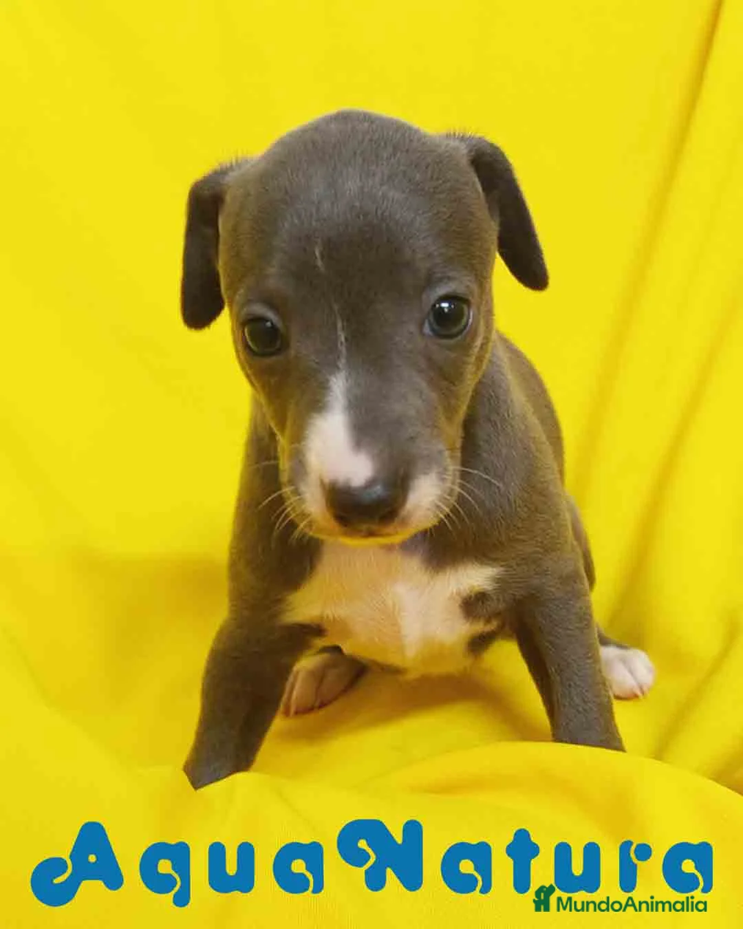 Pequeño Lebrel Italiano perros en venta: Lebrel Italiano Hembra de AB y Omega 1832 - Anuncio 9
