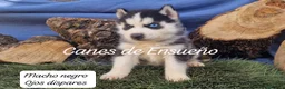 Husky Siberiano perros en venta: Husky siberianos - Anuncio 8