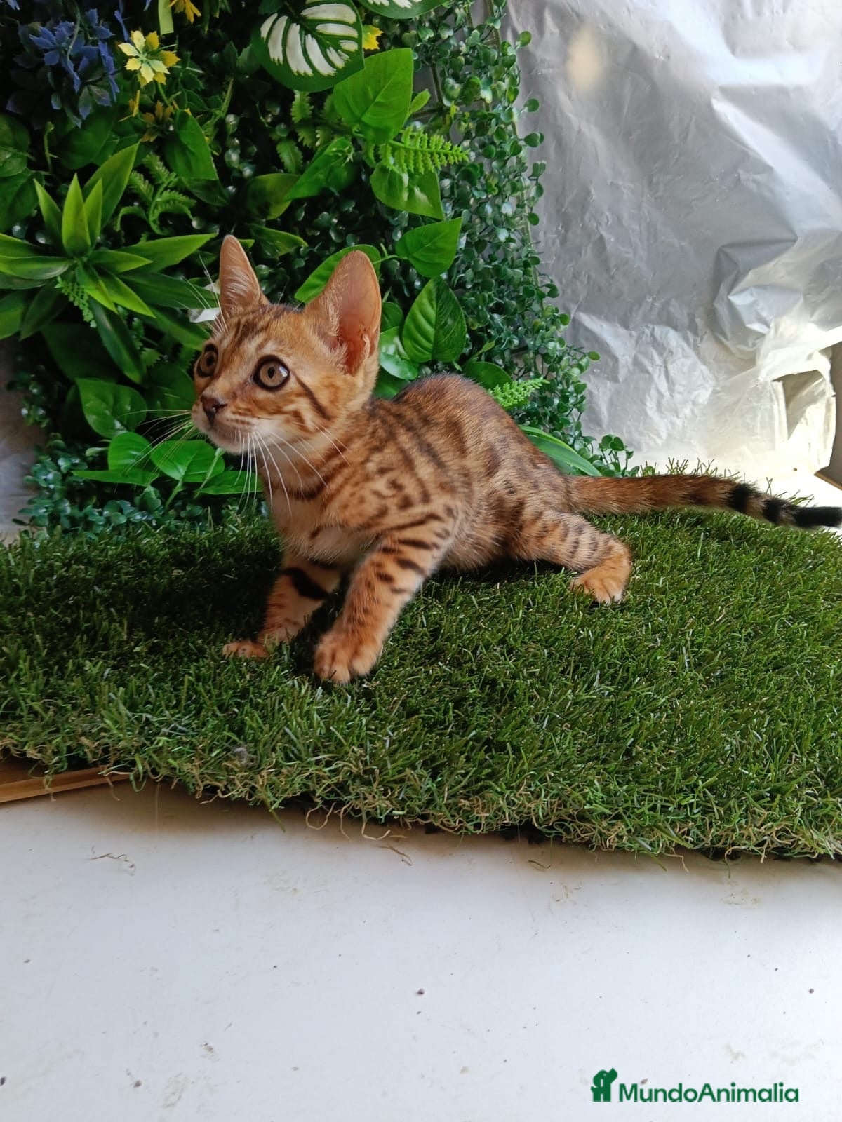Bengalí gatos Gatos bengalí - Anuncio 1