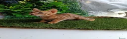 Bengalí gatos en venta: Gatos bengalí - Anuncio 1