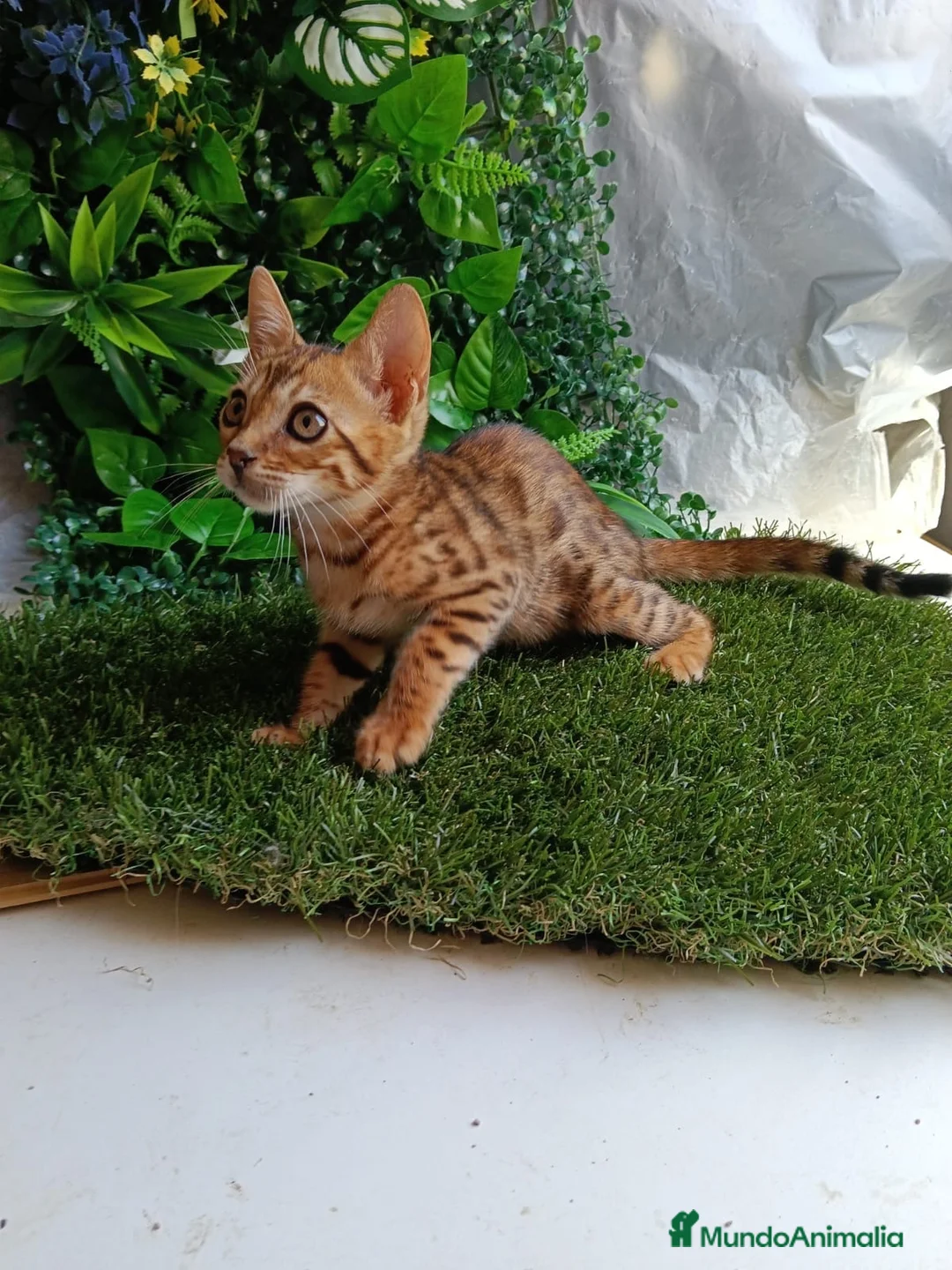 Bengalí gatos en venta: Gatos bengalí - Anuncio 1