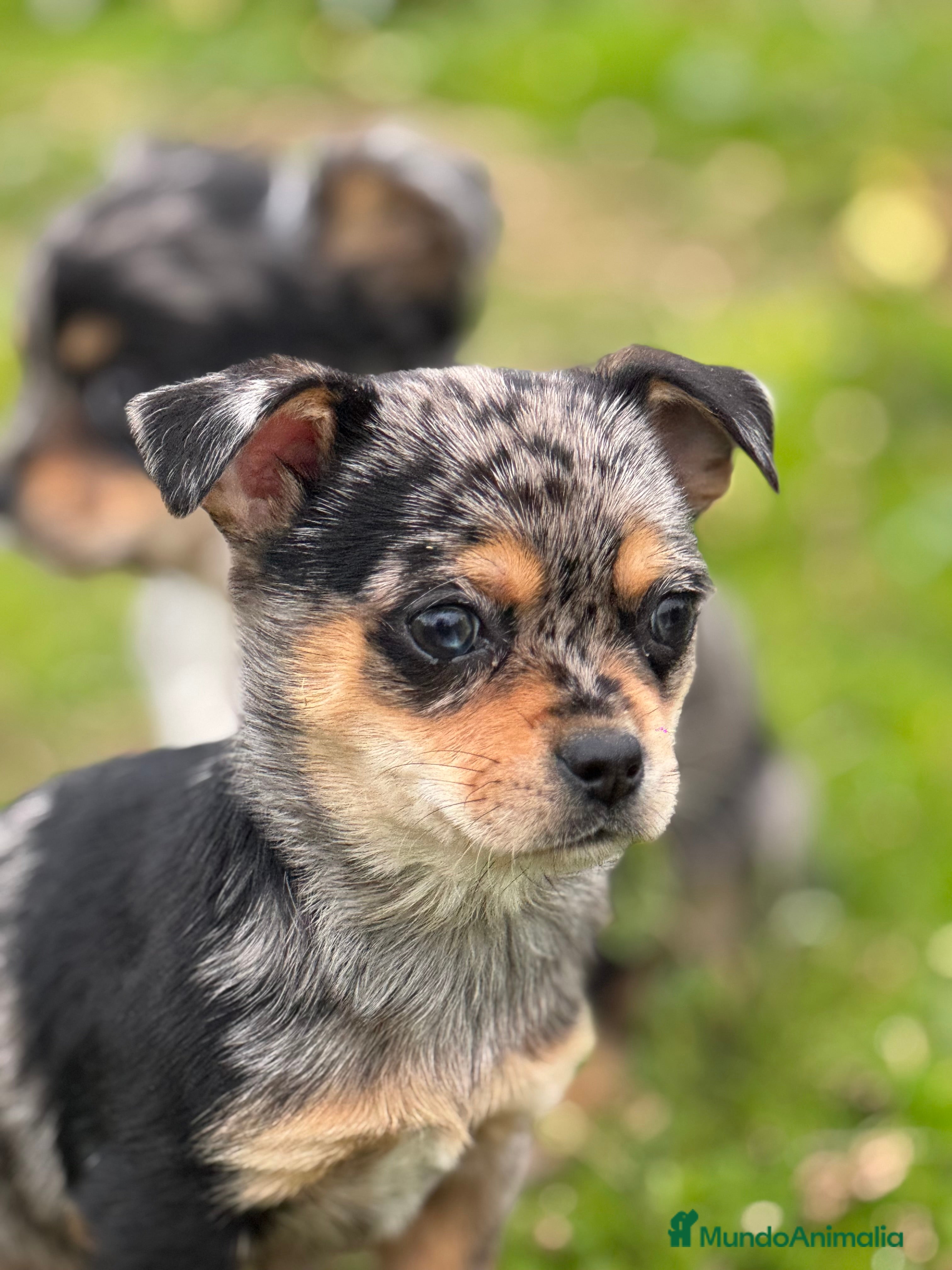 Chihuahua perros Chihuahua Toy y Mini Toy  - Anuncio 1