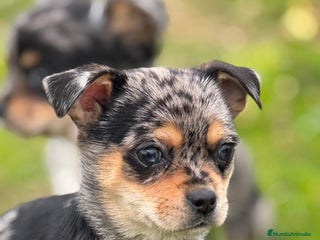 Chihuahua perros Chihuahua Toy y Mini Toy - Anuncio 1