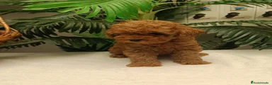 Caniche Toy 1