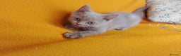 Brasileño de Pelo Corto gatos en venta: Adorable hembra Britthis Lilac en Madrid - Anuncio 3