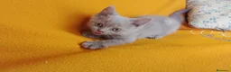 Brasileño de Pelo Corto gatos en venta: Adorable hembra Britthis Lilac en Madrid - Anuncio 3