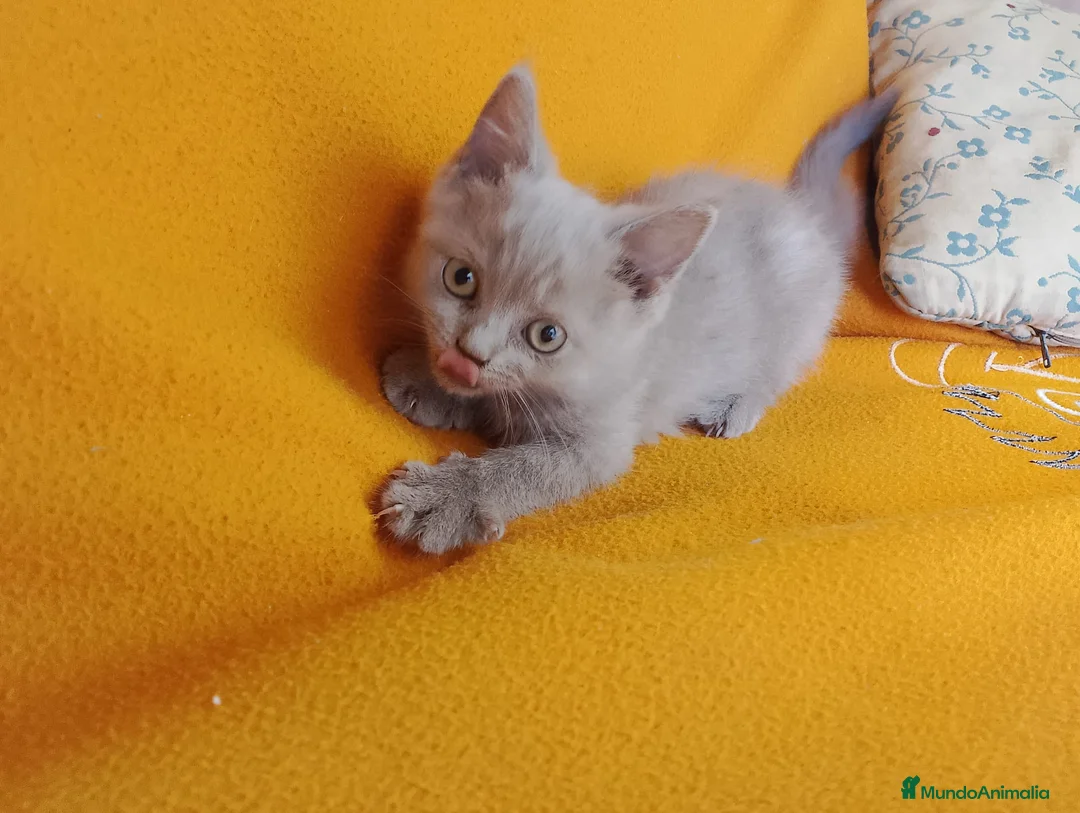Brasileño de Pelo Corto gatos en venta: Adorable hembra Britthis Lilac en Madrid - Anuncio 3