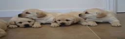 Labrador Retriever perros en venta: LABRADOR RETRIEVER - Anuncio 8
