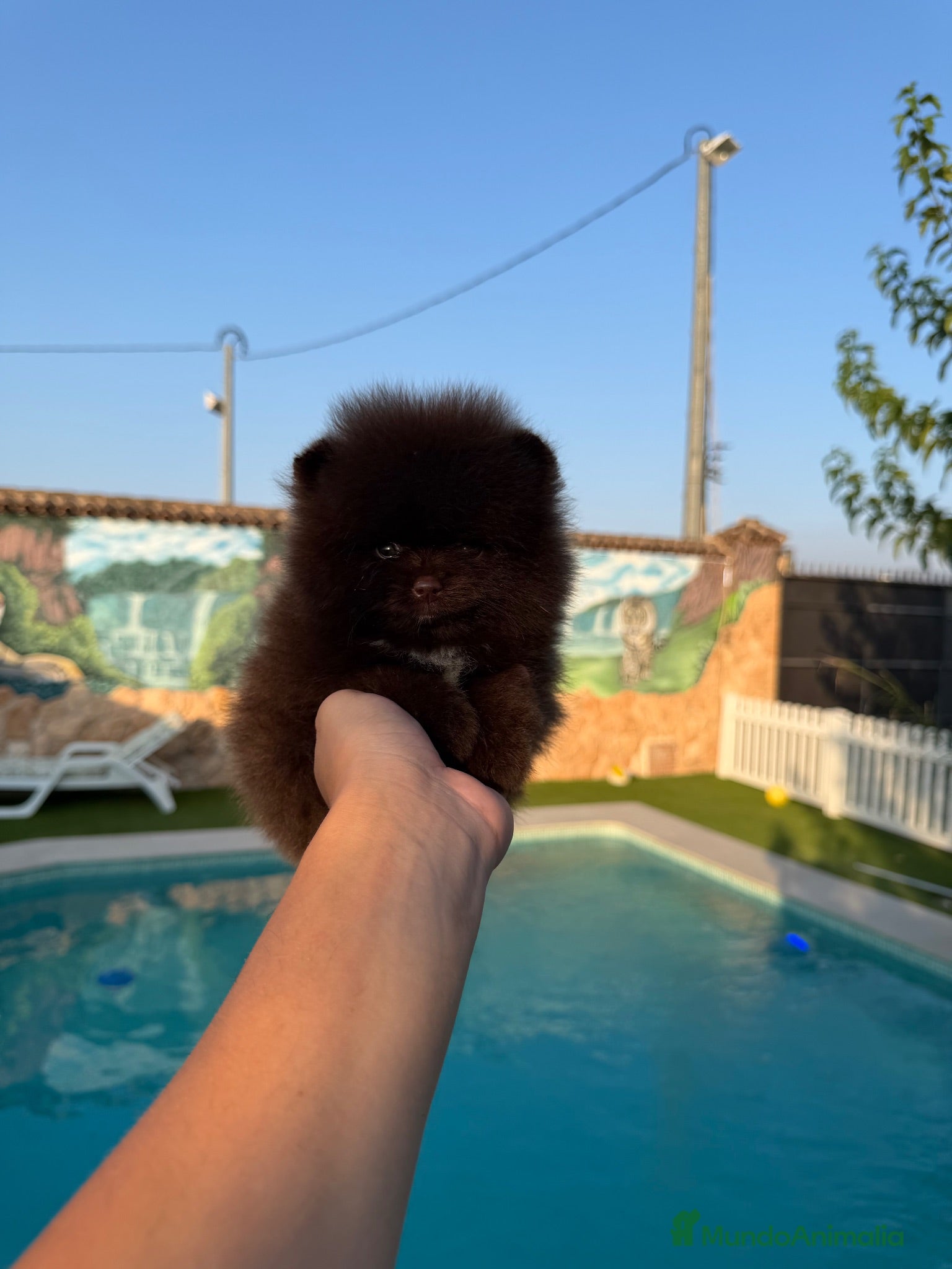 Pomerania perros Excelente Pomerania toy chocolate - Anuncio 1