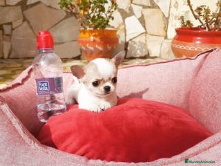 Chihuahua perros Chihuahuas en Barcelona - Anuncio 24