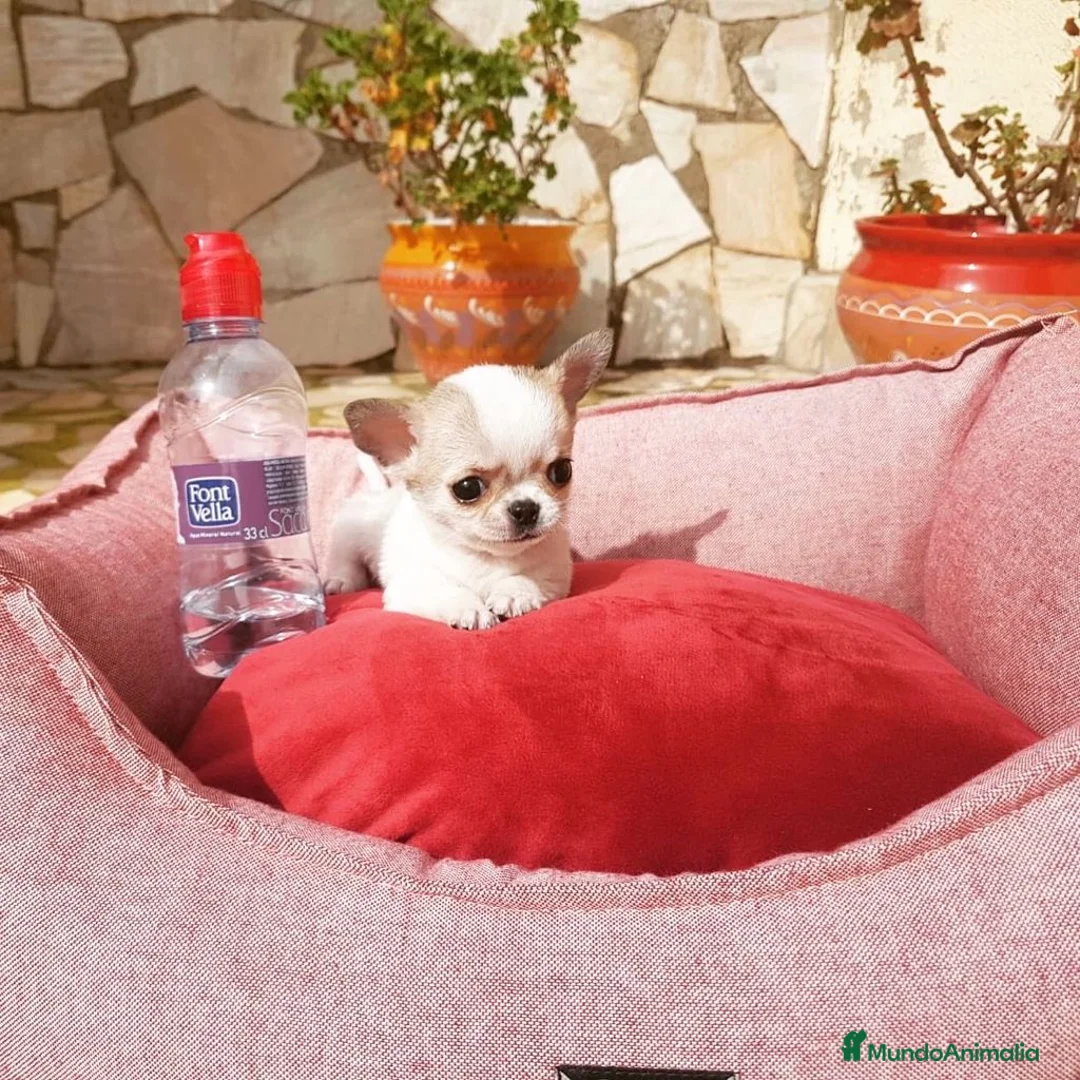 Chihuahua perros en venta: Chihuahuas  en Barcelona - Anuncio 1