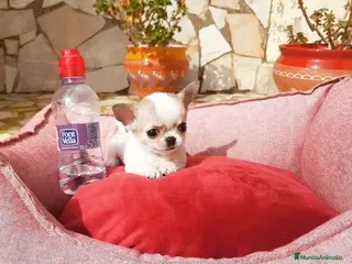 Chihuahua perros Chihuahuas en Barcelona - Anuncio 6