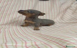 Ratón de Praga perros en venta: Raton de Praga  - Imagen 4