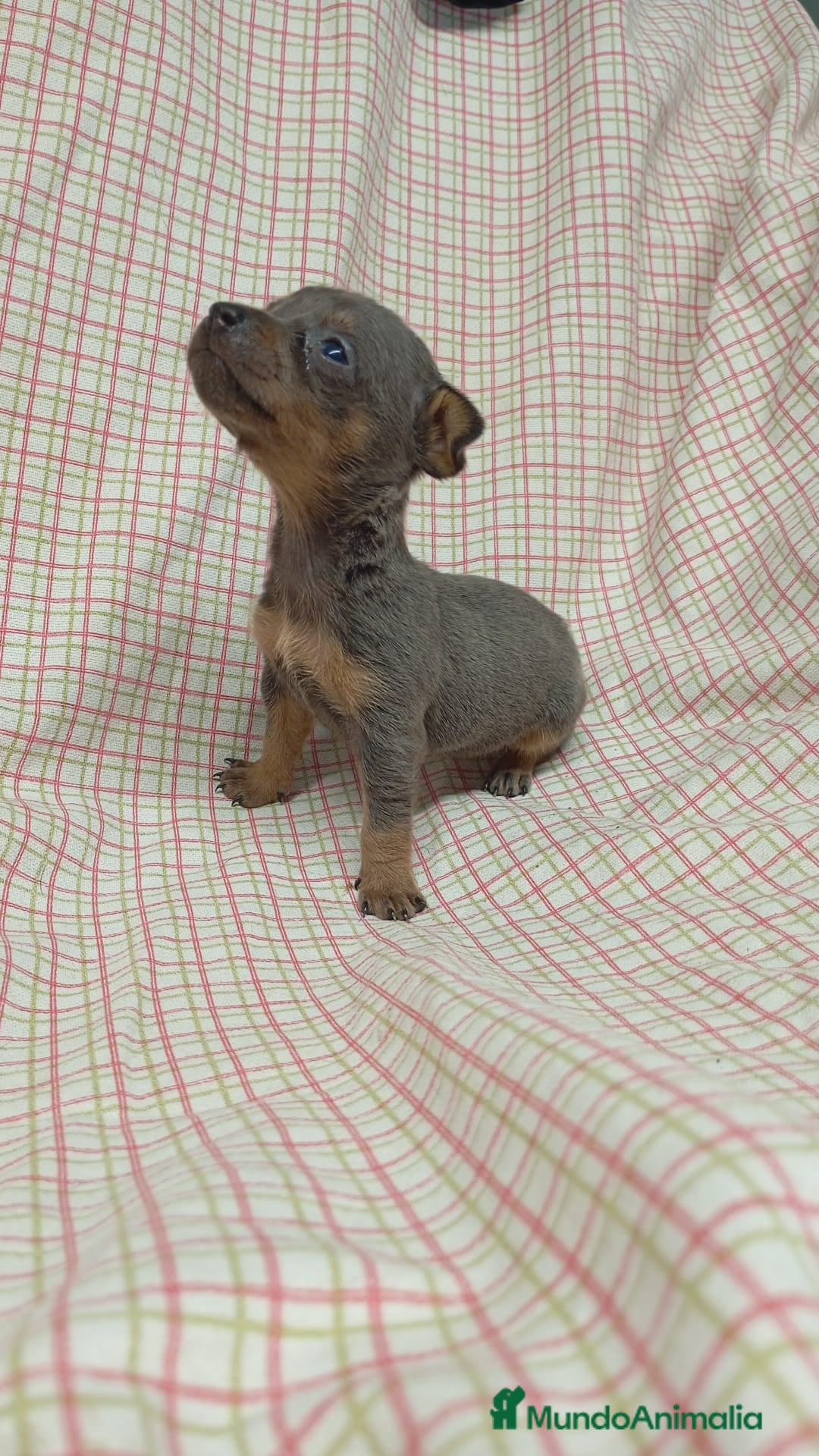 Ratón de Praga perros en venta: Raton de Praga  - Imagen 4