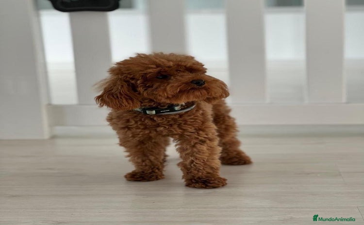 Caniche Toy perros - Anuncio 1