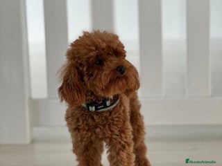 Caniche Toy perros - Anuncio 25