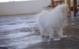 Pomerania perros en venta: 🐾 Prodigy y Monk – Pomerania con carácter 🌟 - Imagen 12