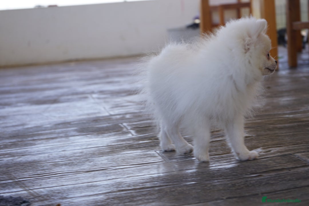 Pomerania perros en venta: 🐾 Prodigy y Monk – Pomerania con carácter 🌟 - Imagen 12