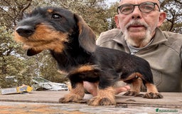 Teckel Miniatura perros en venta: Teckel miniatura  - Imagen 7