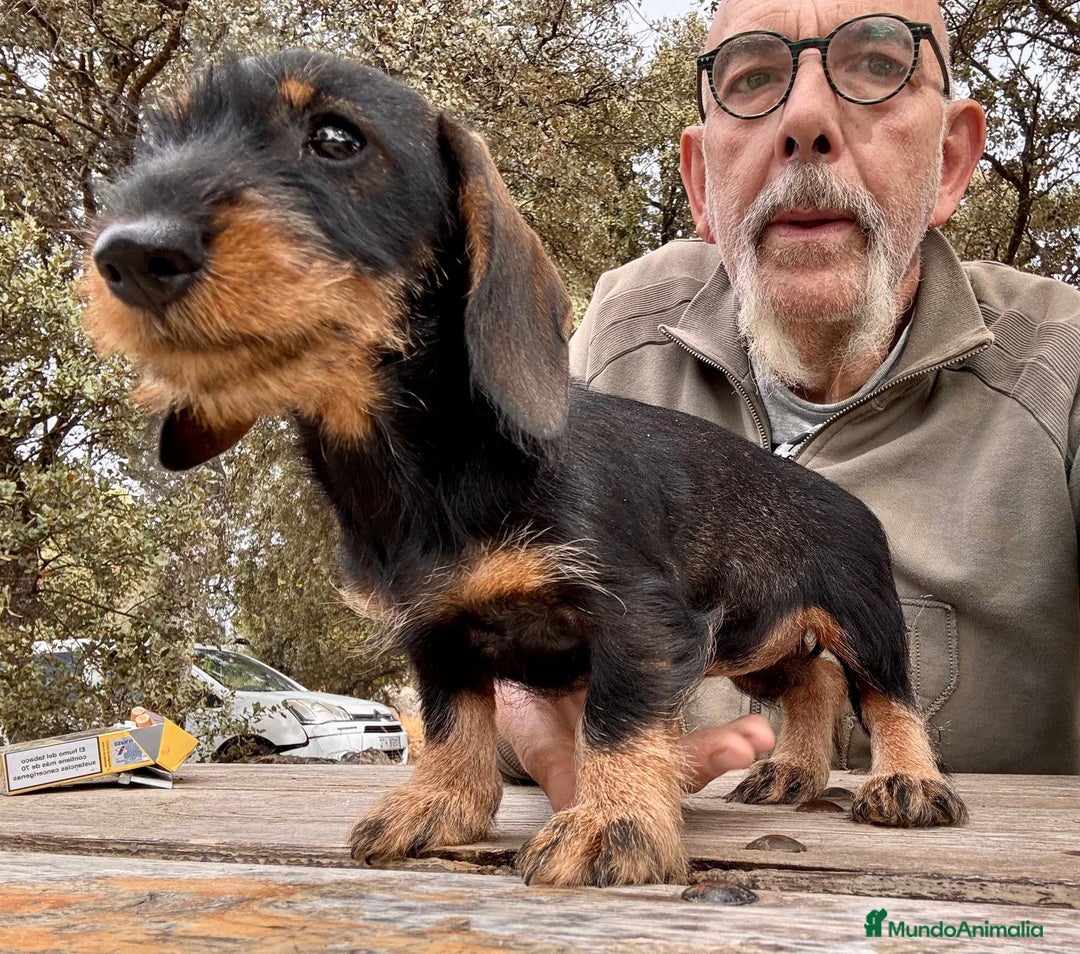 Teckel Miniatura perros en venta: Teckel miniatura  - Imagen 7