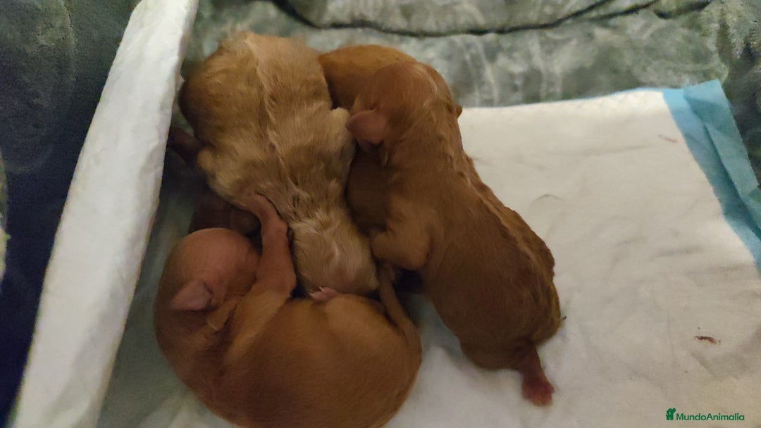 Caniche Toy perros en venta: Camada de caniche toy PraoToro  - Anuncio 6