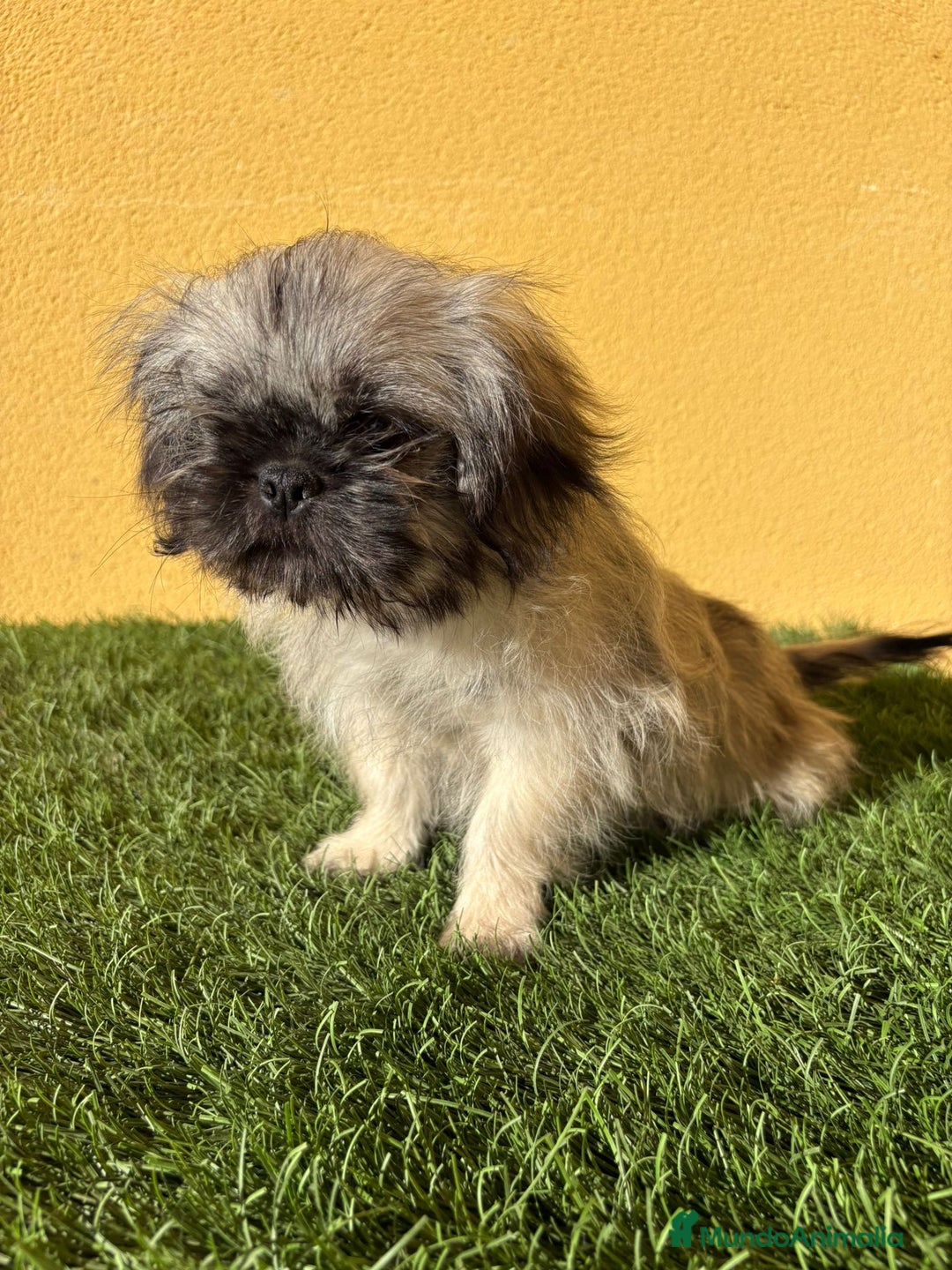Pekinés perros en venta: cachorrita de Pekines Imperial  - Imagen 9