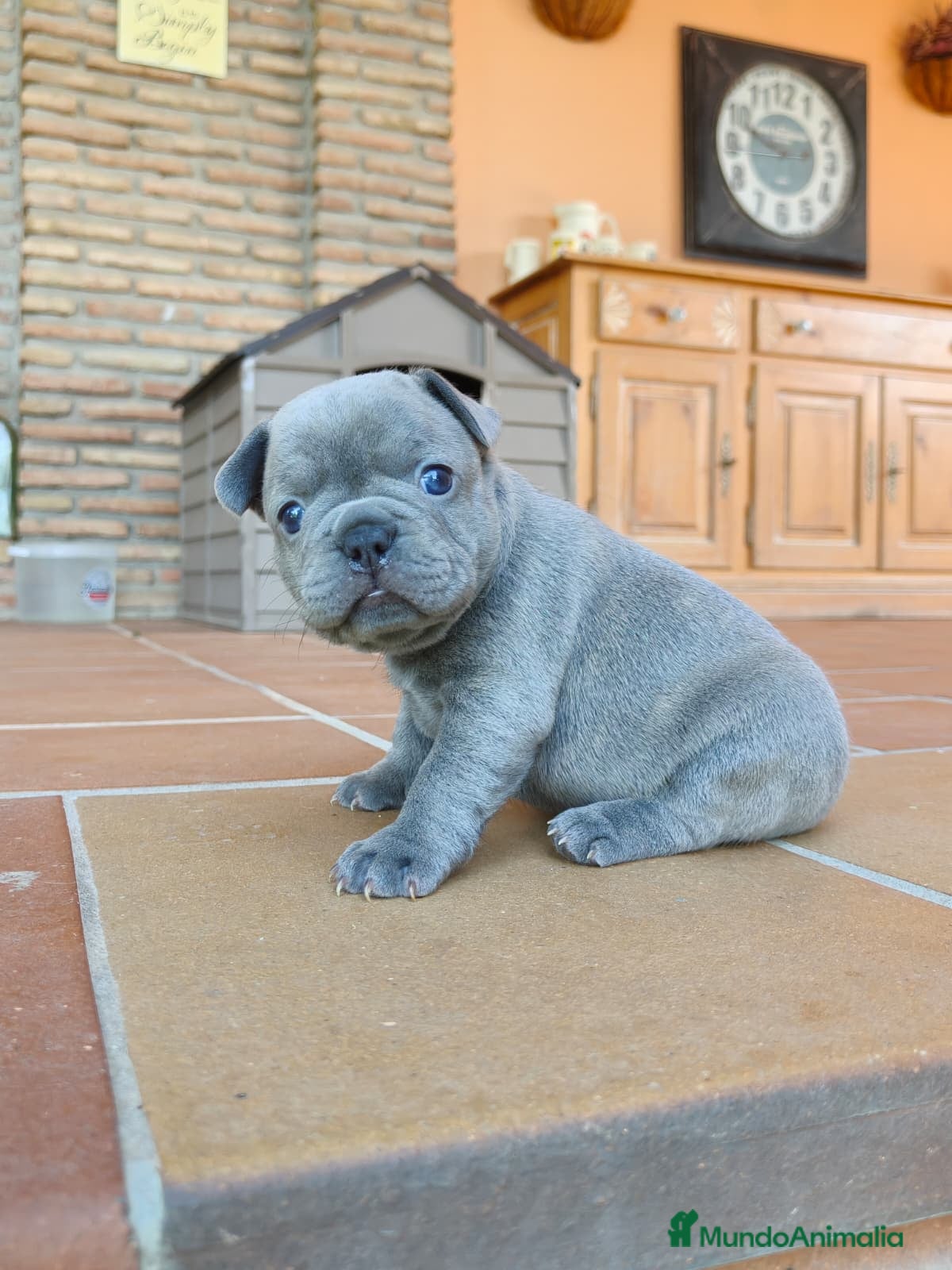 Bulldog Francés perros Bulldog francés lilac  - Anuncio 3