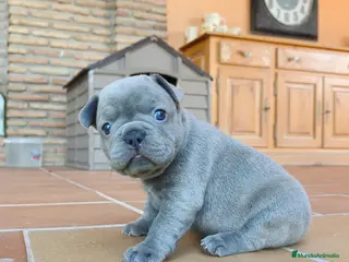 Bulldog Francés perros Bulldog francés lilac - Anuncio 2